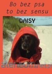 Daisy. Bo bez psa to bez sensu